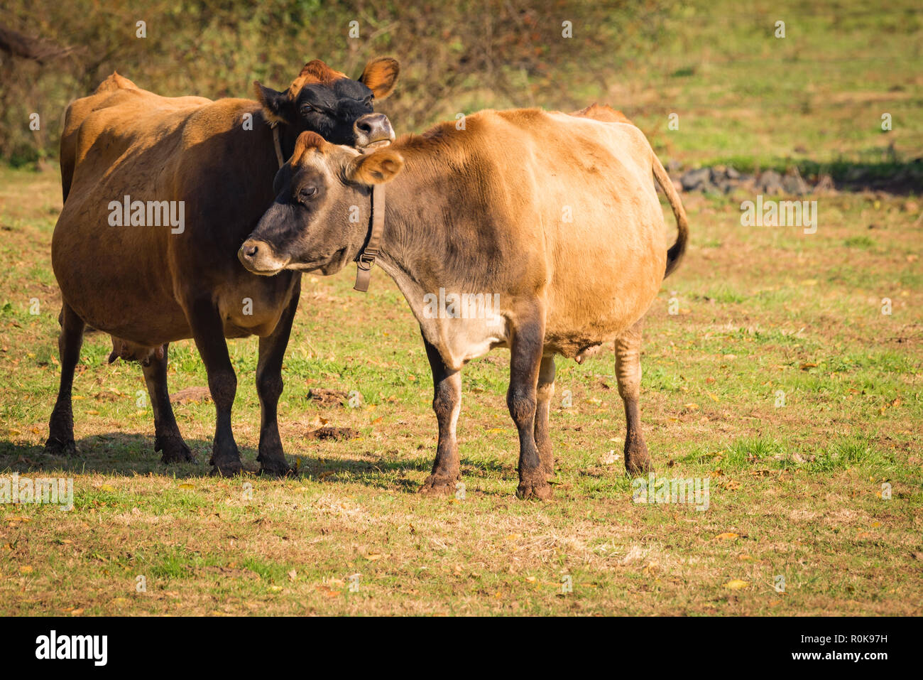 Two Jersey dairy cows outside in pasture, with one resting her chin on the other affectionately Stock Photo
