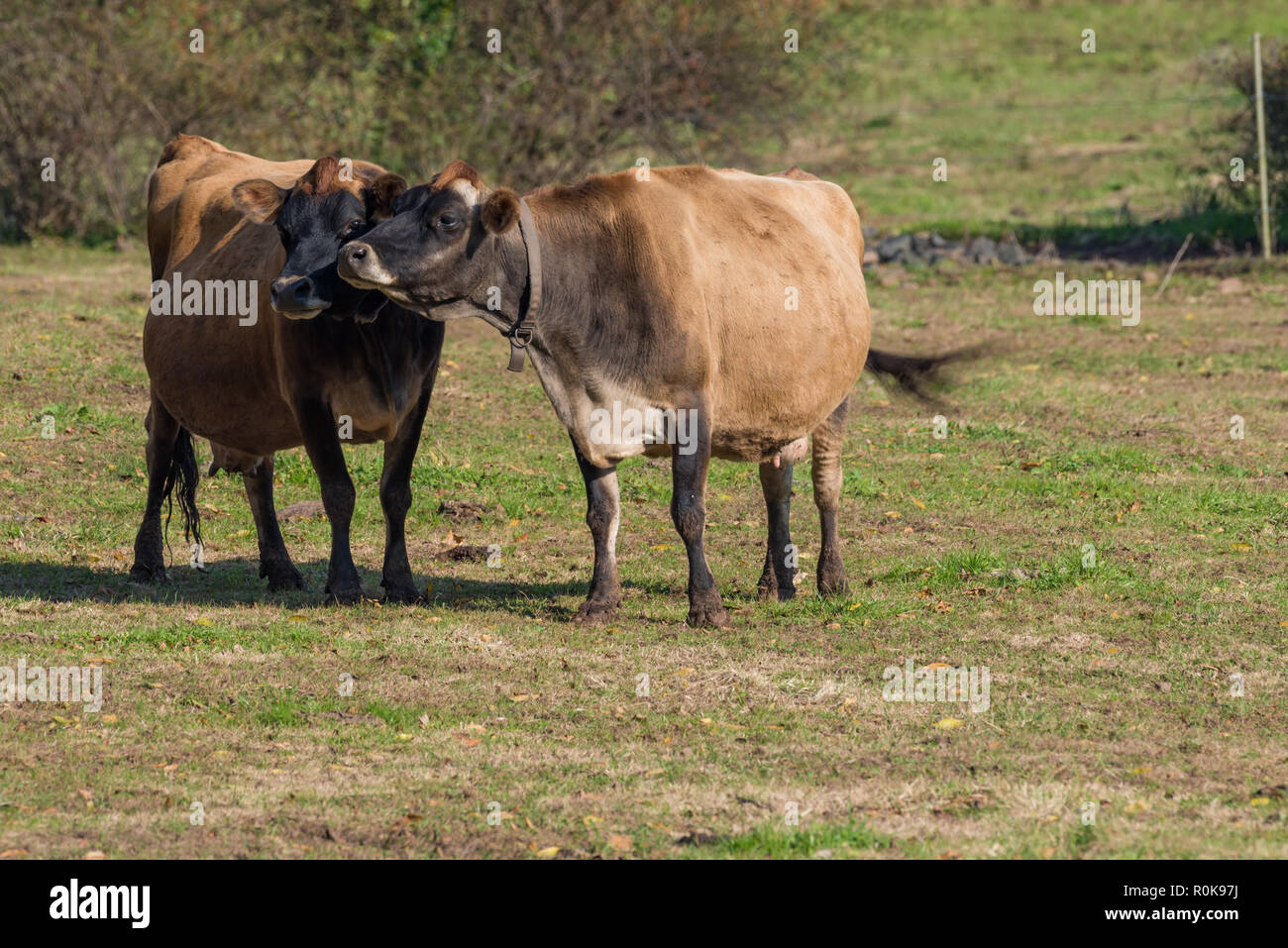 Two affectionate Jersey cows outside in pasture and nuzzling affectionately Stock Photo