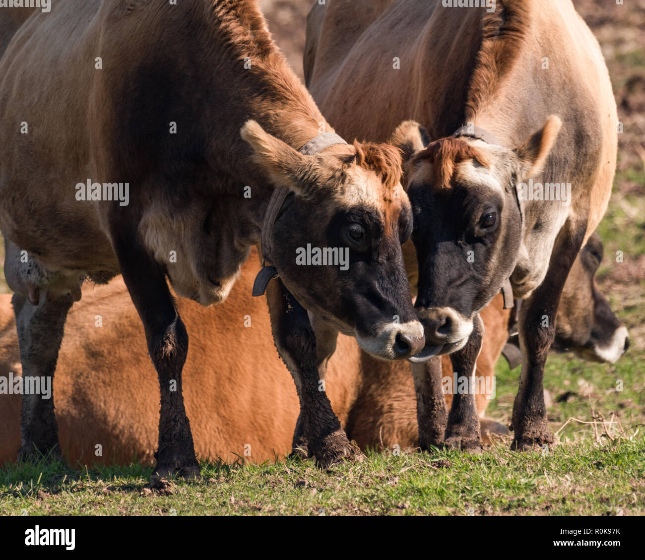 Two affectionate Jersey cows outside in pasture and licking each other affectionately Stock Photo