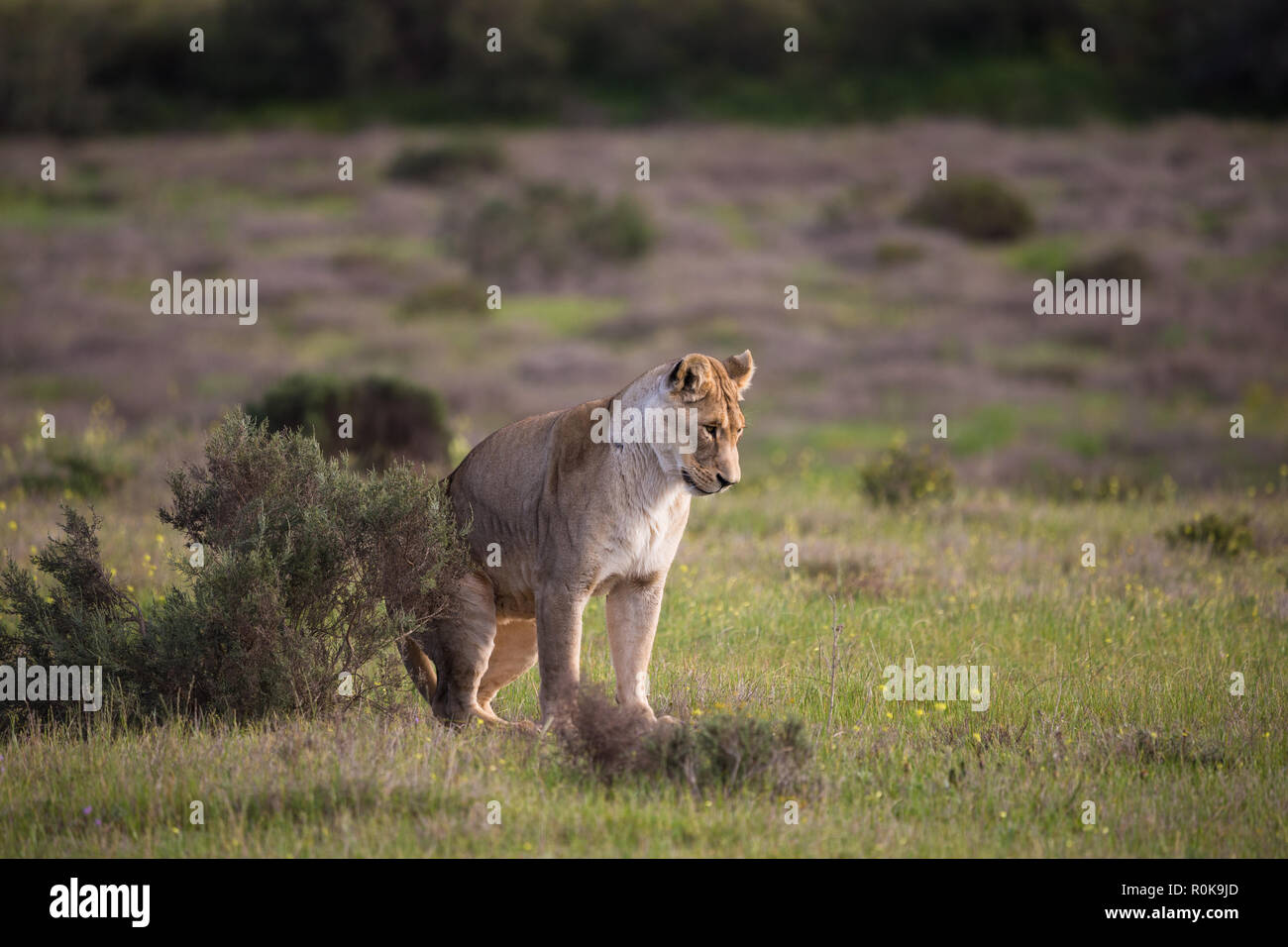 Individual or isolated Lioness (Leo Panthera) big cat getting up or standing up surrounded by green vegetation in wild of South Africa in Spring Stock Photo