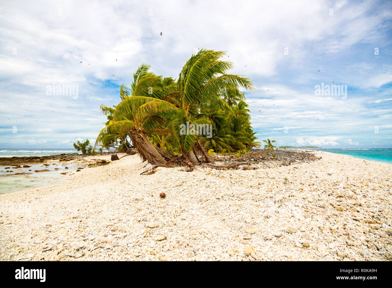 Small remote tropical island (motu) overgrown with palms in azure turquoise blue lagoon. Yellow rock beach, big flock of birds flying above. Tuvalu. Stock Photo