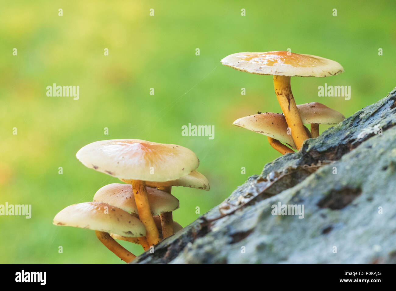A cluster of Sulphur Tuft (Hypholoma fasciculare) mushrooms at the Garrotxa ( catalonia  , Spain) Stock Photo