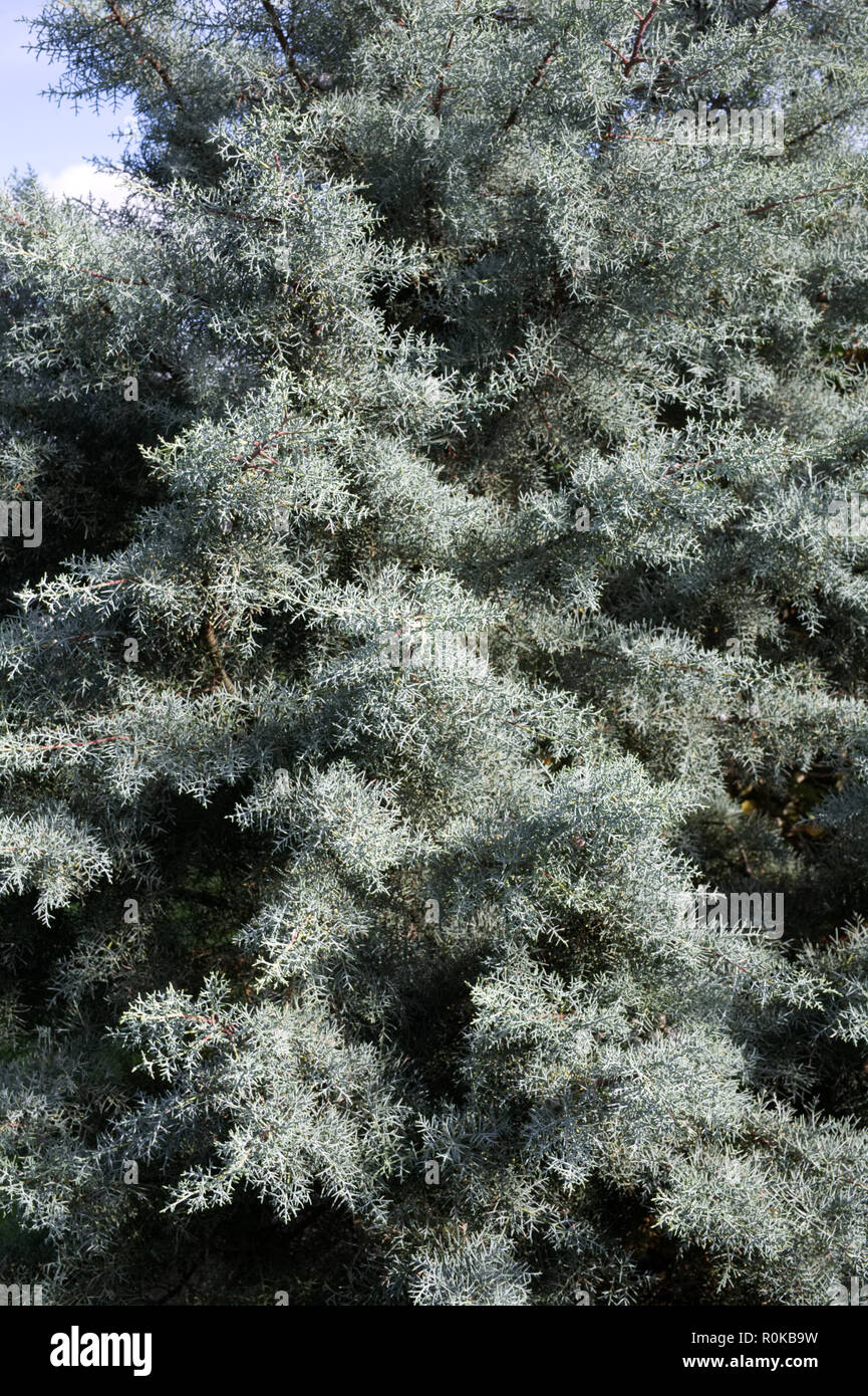 Picea abies. Stock Photo