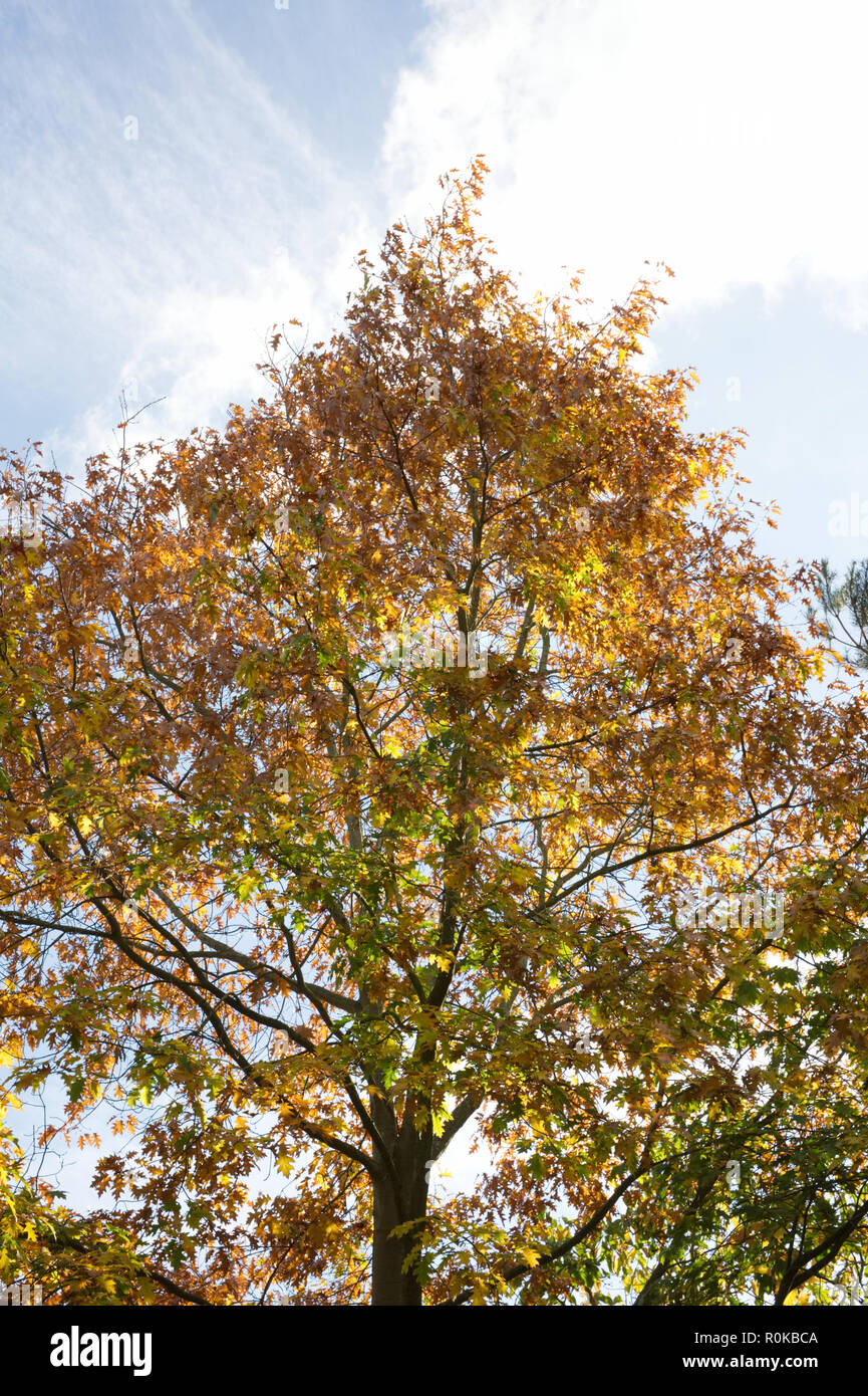 Quercus robur. English Oak tree in Autumn Stock Photo