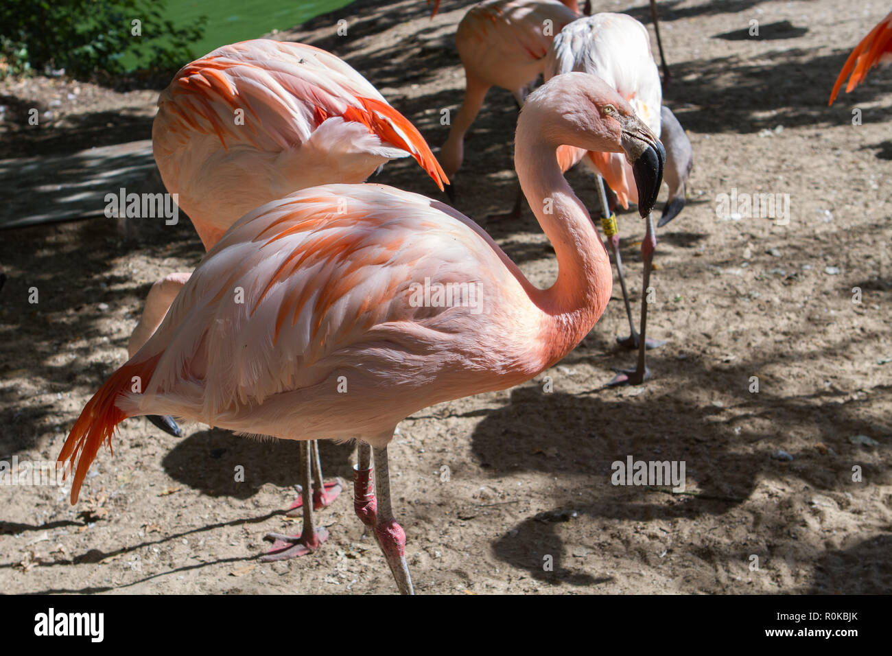 Le Flamant rose (Phoenicopterus roseus) est l'espèce de flamant la plus  largement répandue.Source : Wikipédia Stock Photo - Alamy