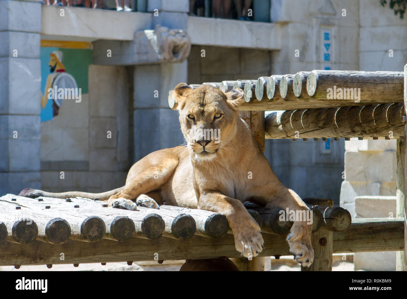 Le Lion Panthera Leo Est Une Espece De Mammiferes Carnivores De La Famille Des Felides La Femelle Du Lion Est La Lionne Son Petit Est Le Lionceau Stock Photo Alamy Le Lion Panthera Leo Est Une Espece De Mammiferes Carnivores De La Famille Des Felides La Femelle Du Lion Est La Lionne Son Petit Est Le Lionceau Stock Photo Alamy