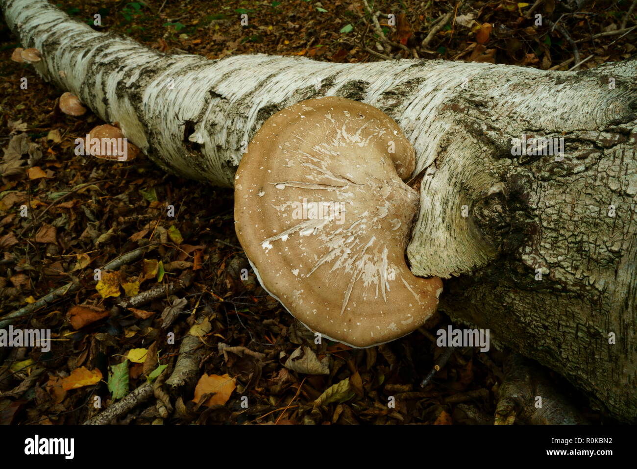 Bracket fungus growing on a fallen Silver Birch tree Stock Photo