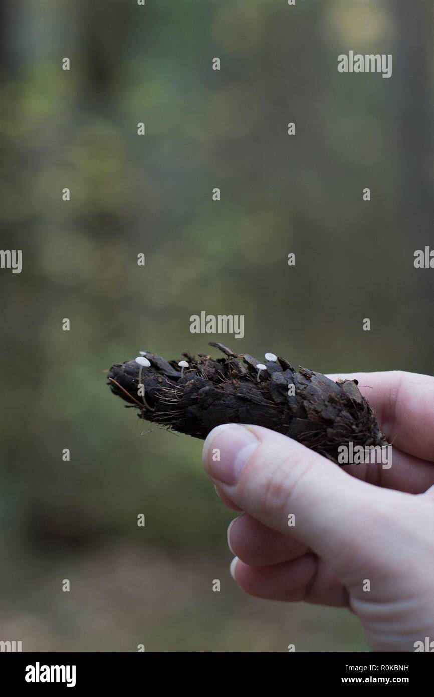 A hand holding a pine cone with tiny mushrooms on it, at William Finley Wildlife Refuge near Monroe, OR, USA. Stock Photo
