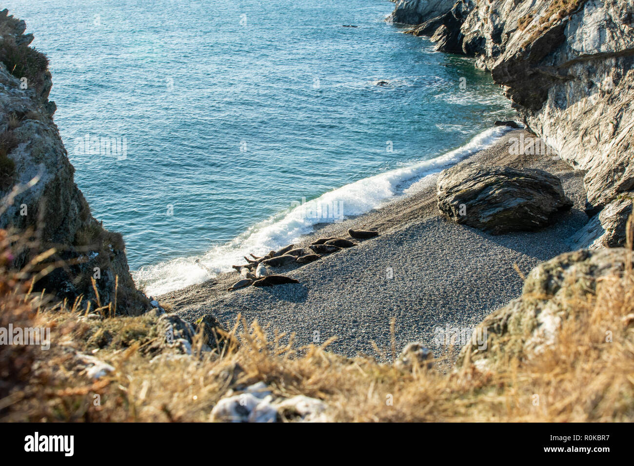 Seal colony hires stock photography and images Alamy