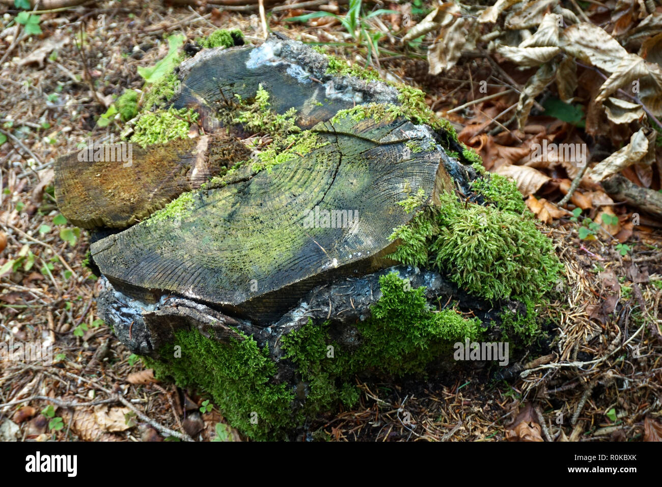 Old rotten tree stump overgrown with green moss, top view Stock Photo