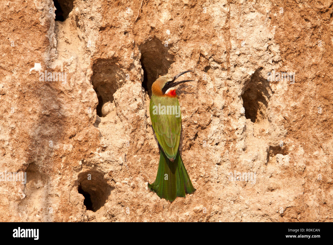 The White-fronted Bee-Eater, is a common member of the colourful bee-eater family and found over much of Southern and Eastern Africa in noisy colonies Stock Photo