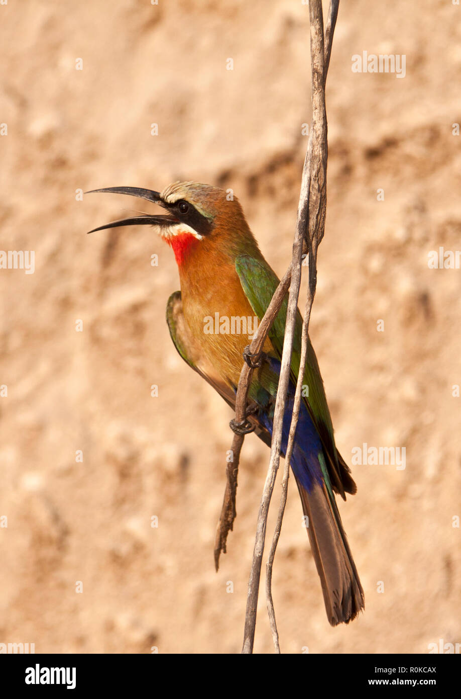 The White-fronted Bee-Eater, is a common member of the colourful bee-eater family and found over much of Southern and Eastern Africa in noisy colonies Stock Photo