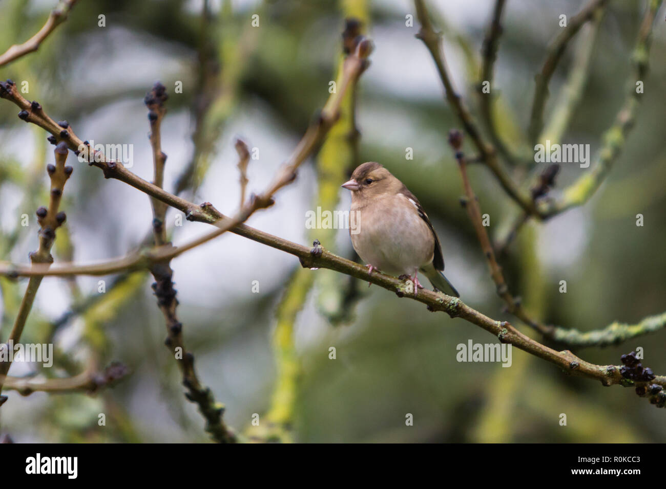 Chaffinch (Fringilla coelebs) - female, sitting on a branch looking to the side Stock Photo