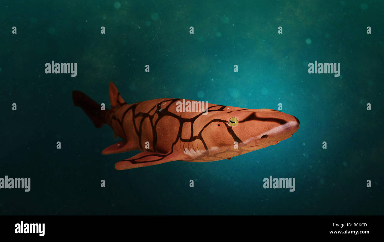 chain catshark (Scyliorhinus retifer) swims into the artificial light Stock Photo