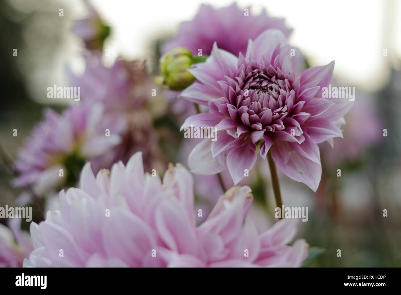 Dahlia purple hi-res stock photography and images - Alamy