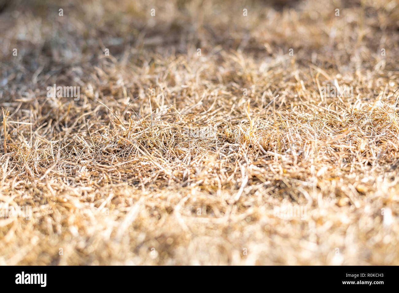 Close up of dried up grass in a garden during the European heatwave during the summer of 2018, Germany, Europe Stock Photo
