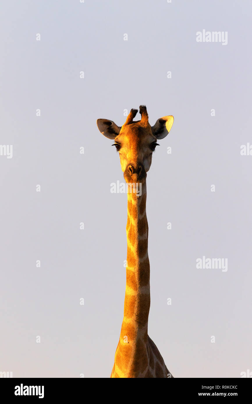 Giraffe head and neck - A Southern Giraffe ( Giraffa giraffa ), Namibia Africa Stock Photo
