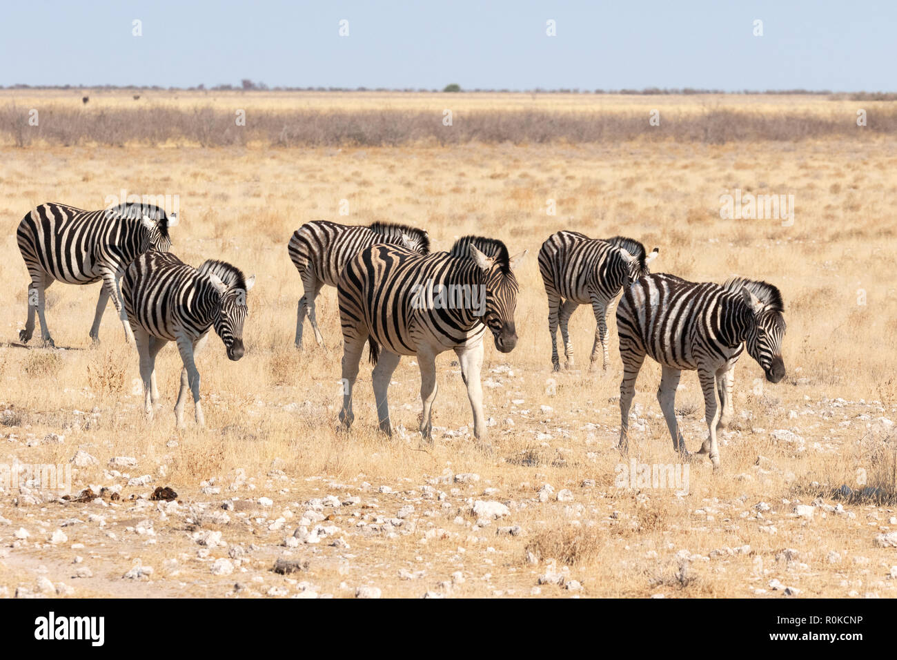 Herd of Common Zebras walking in line towards a waterhole, Etosha national park, Namibia Africa Stock Photo