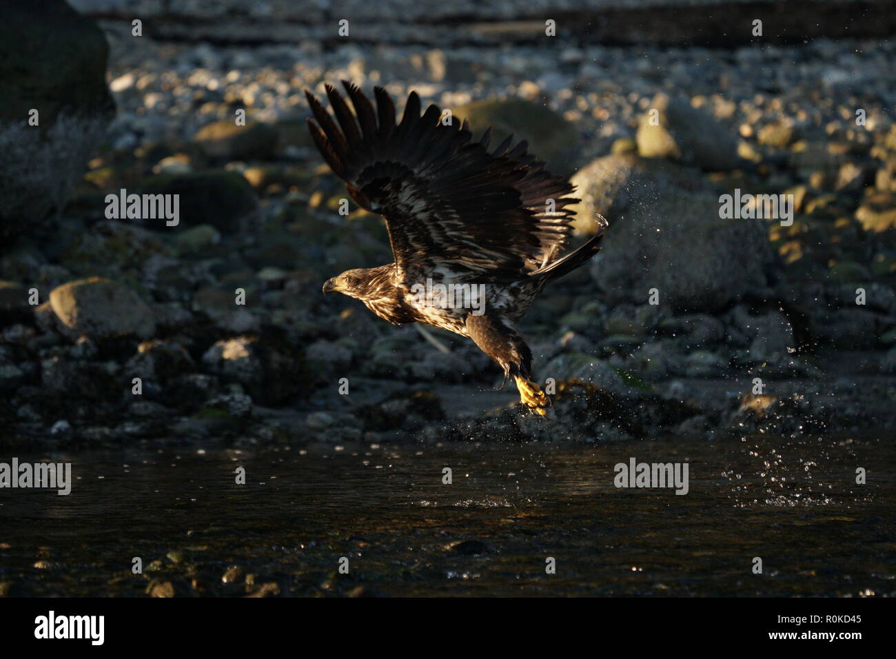 A juvenile bald eagle taking off from water in Sunshine Coast BC Canada, very powerful and majestic Stock Photo