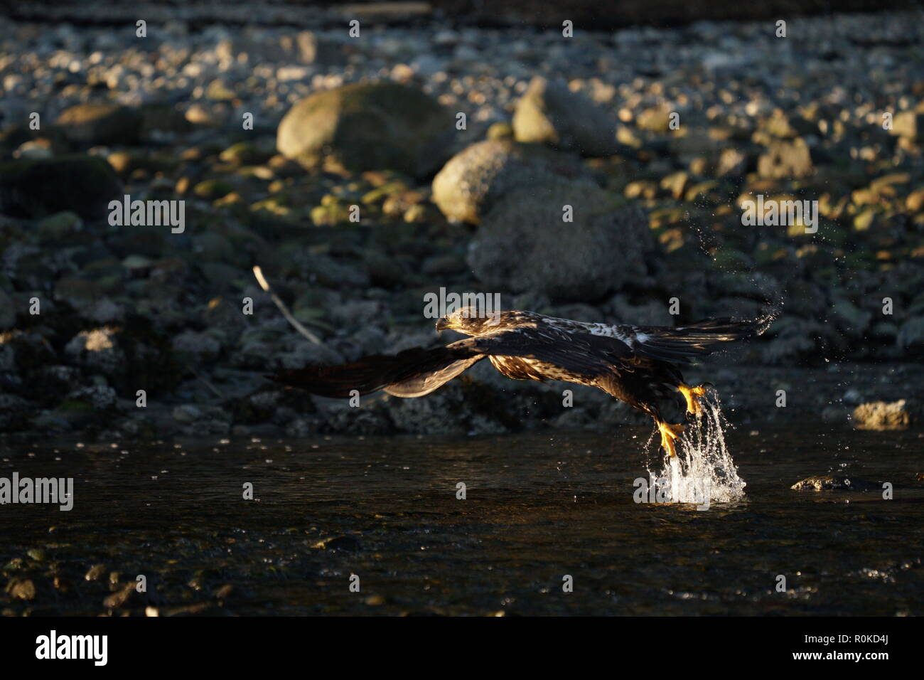 A juvenile bald eagle taking off from water in Sunshine Coast BC Canada, very powerful and majestic Stock Photo