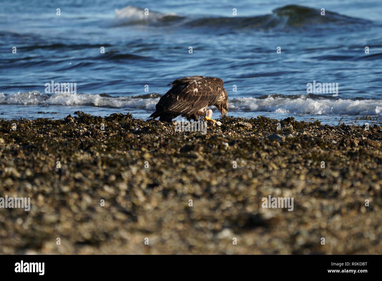 A Juvenile bald eagle eating fish on the beach of Sunshine Coast BC Canada Stock Photo
