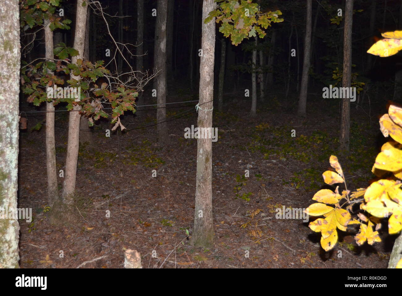 Leaves in a night forest landscape Stock Photo
