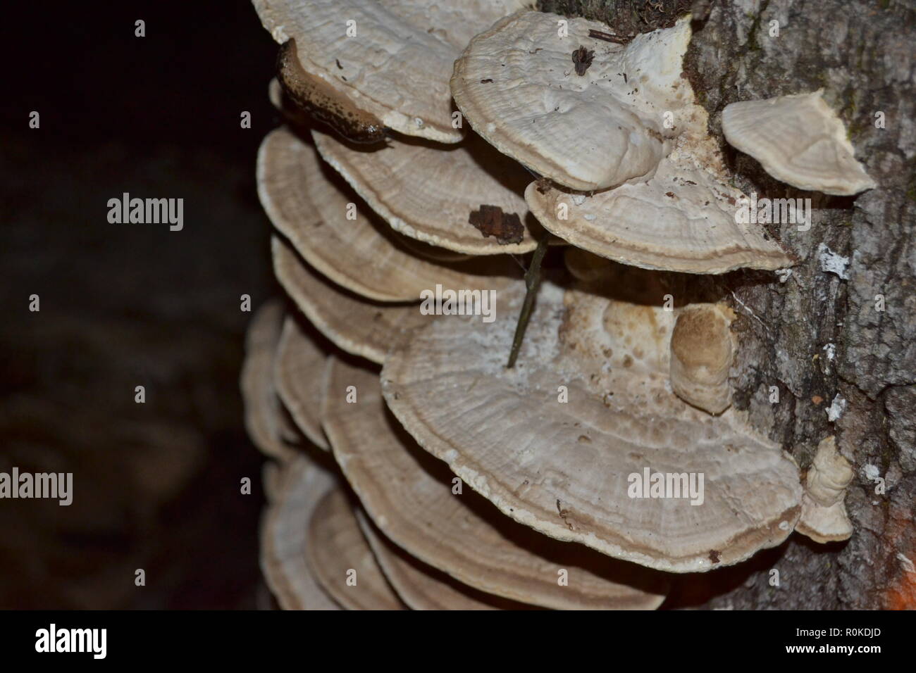 white-rot fungus Trametes pubescens growing on a rotting stump in the woods. Stock Photo