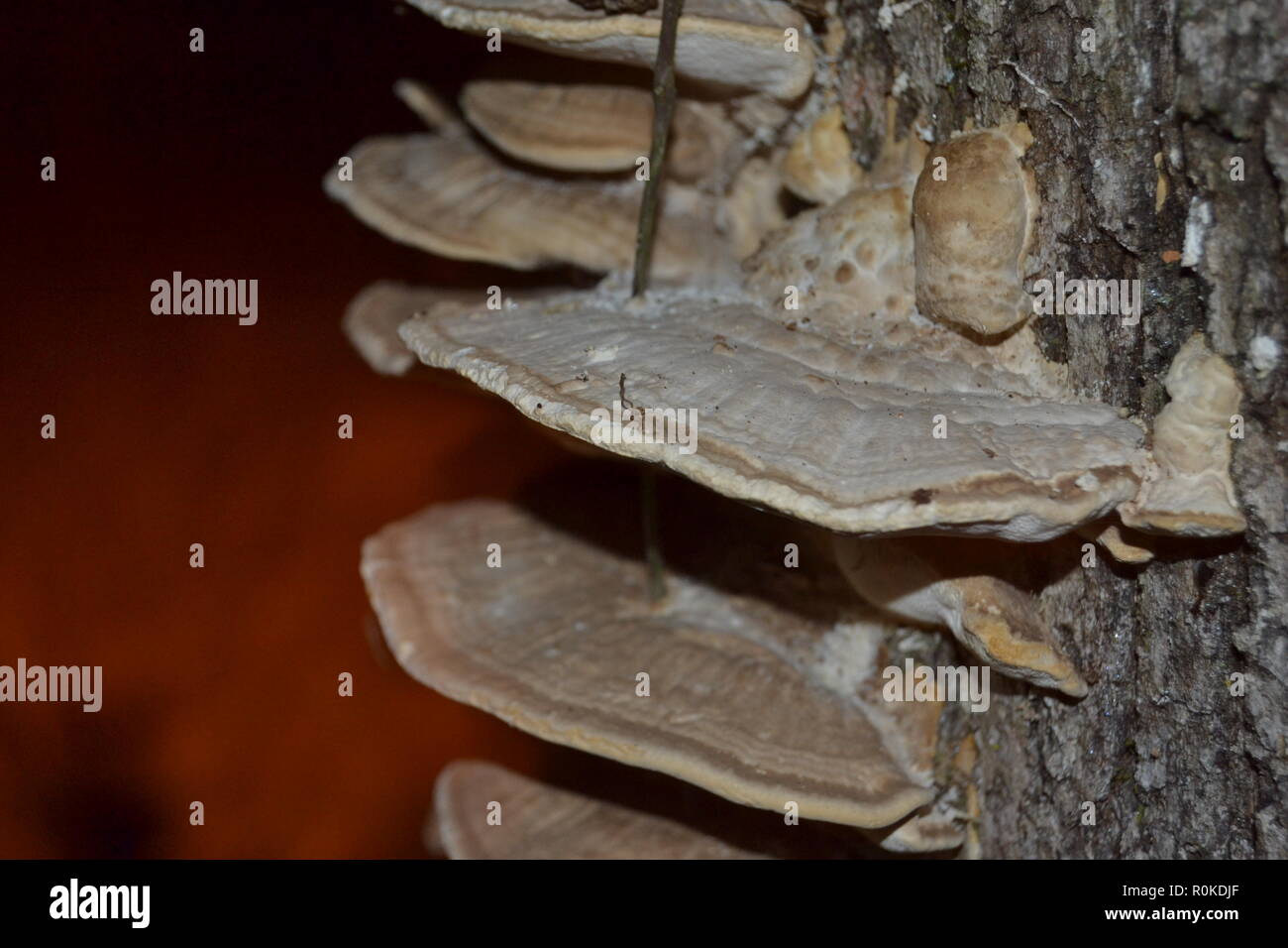 white-rot fungus Trametes pubescens growing on a rotting stump in the woods. Stock Photo