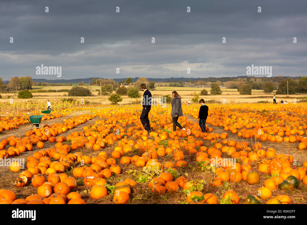A family walk in a field of pumpkins during a pick your own pumpkin week at Sevington, Ashford, Kent, UK. Stock Photo