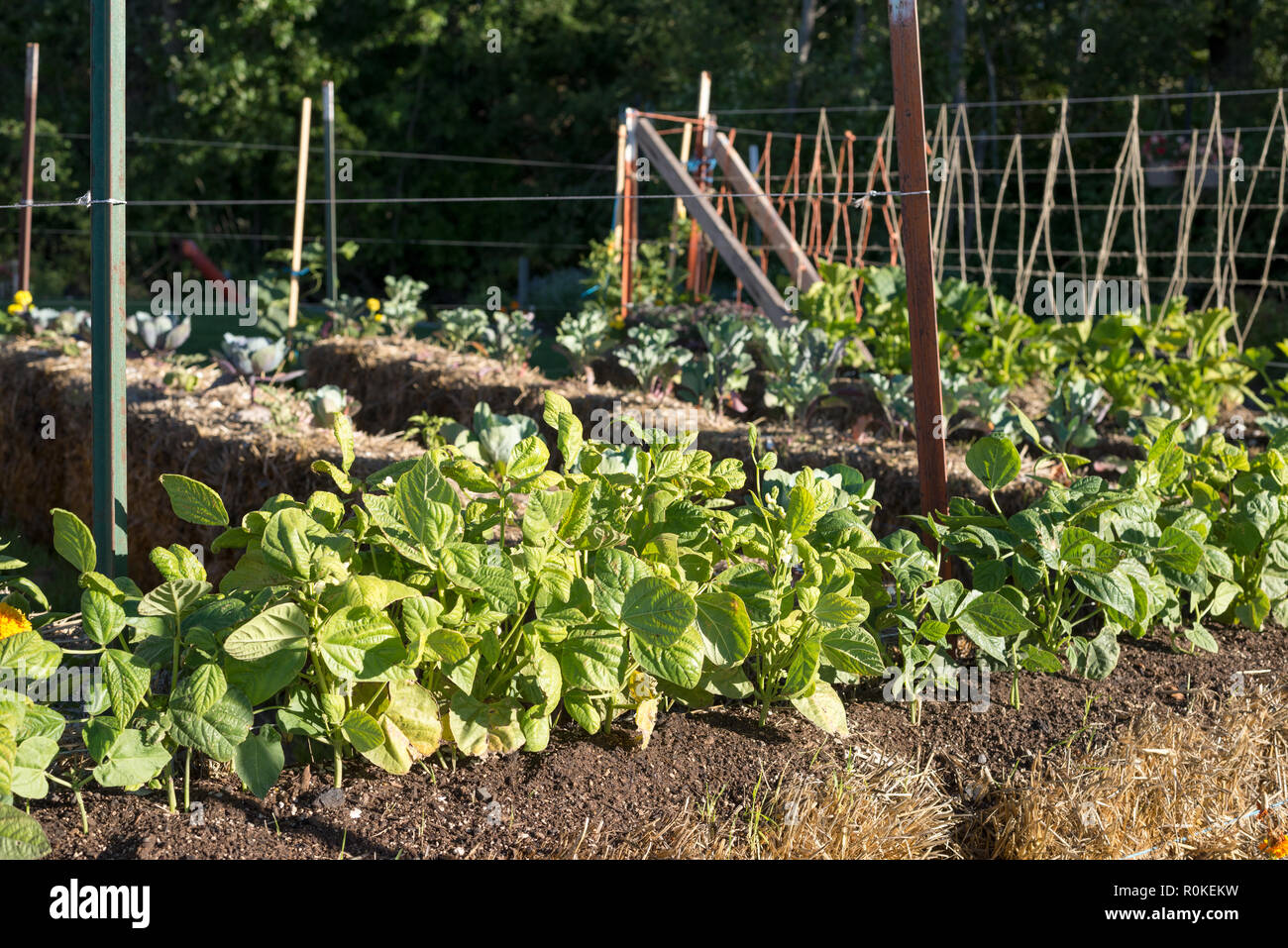Hay bale vegetable garden, Wallowa Valley, Oregon Stock Photo Alamy