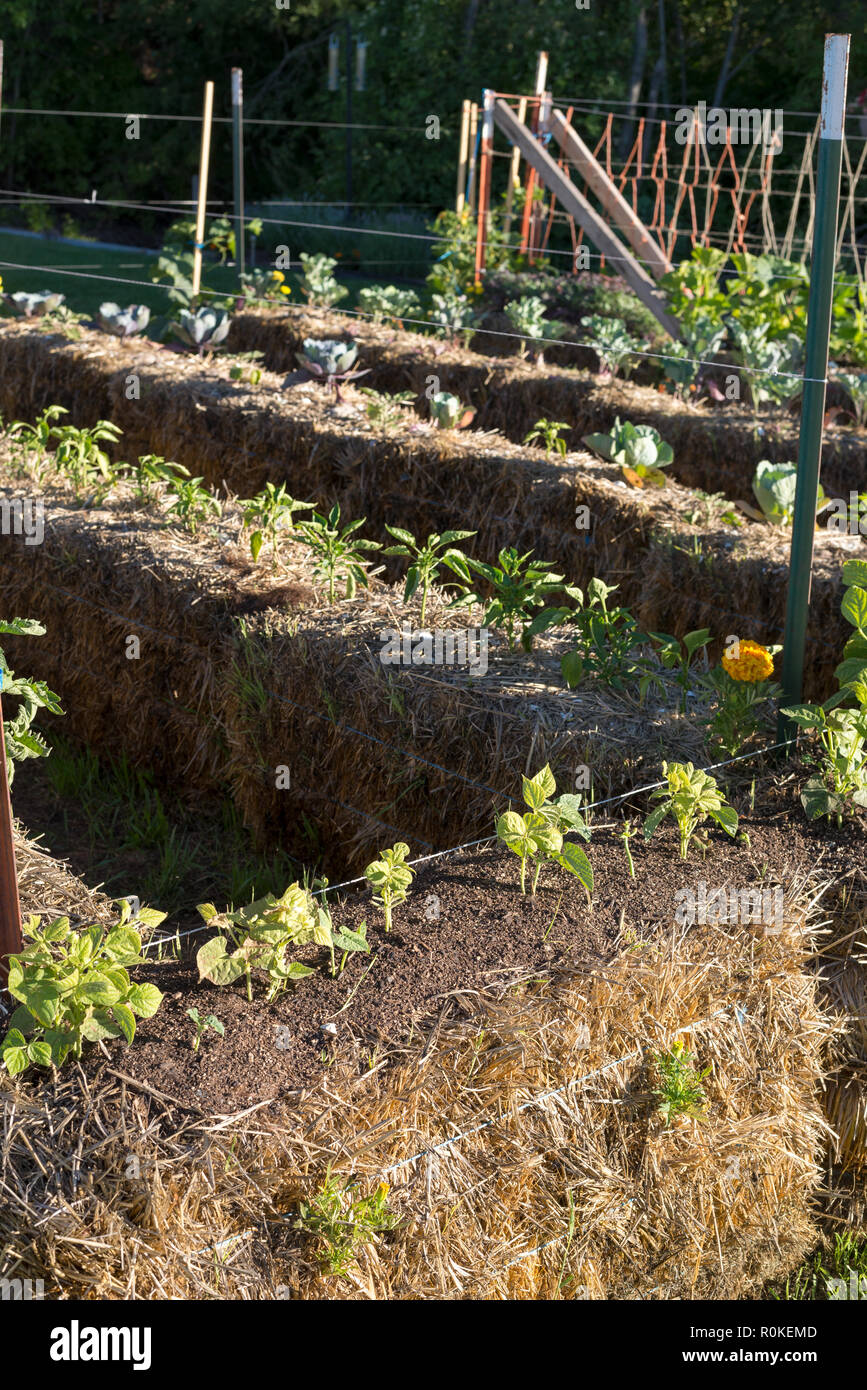 Hay bale vegetable garden, Wallowa Valley, Oregon Stock Photo Alamy