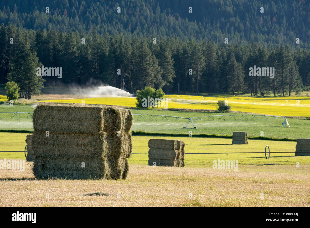Hay bales on a farm in Oregon's Wallowa Valley Stock Photo Alamy