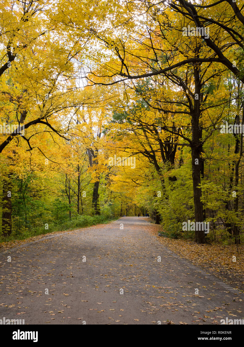 Road in the Mountroyal park, Montreal, Canada Stock Photo Alamy