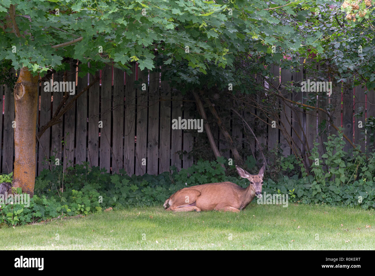 Deer in the backyard of a house in Joseph, Oregon Stock Photo Alamy