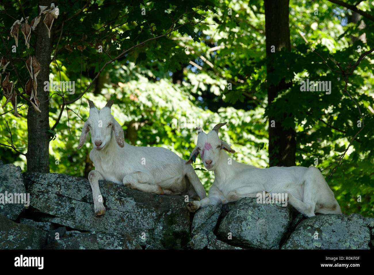 Two White Goats Relaxing on a Wall of Rocks in the Woods Stock Photo