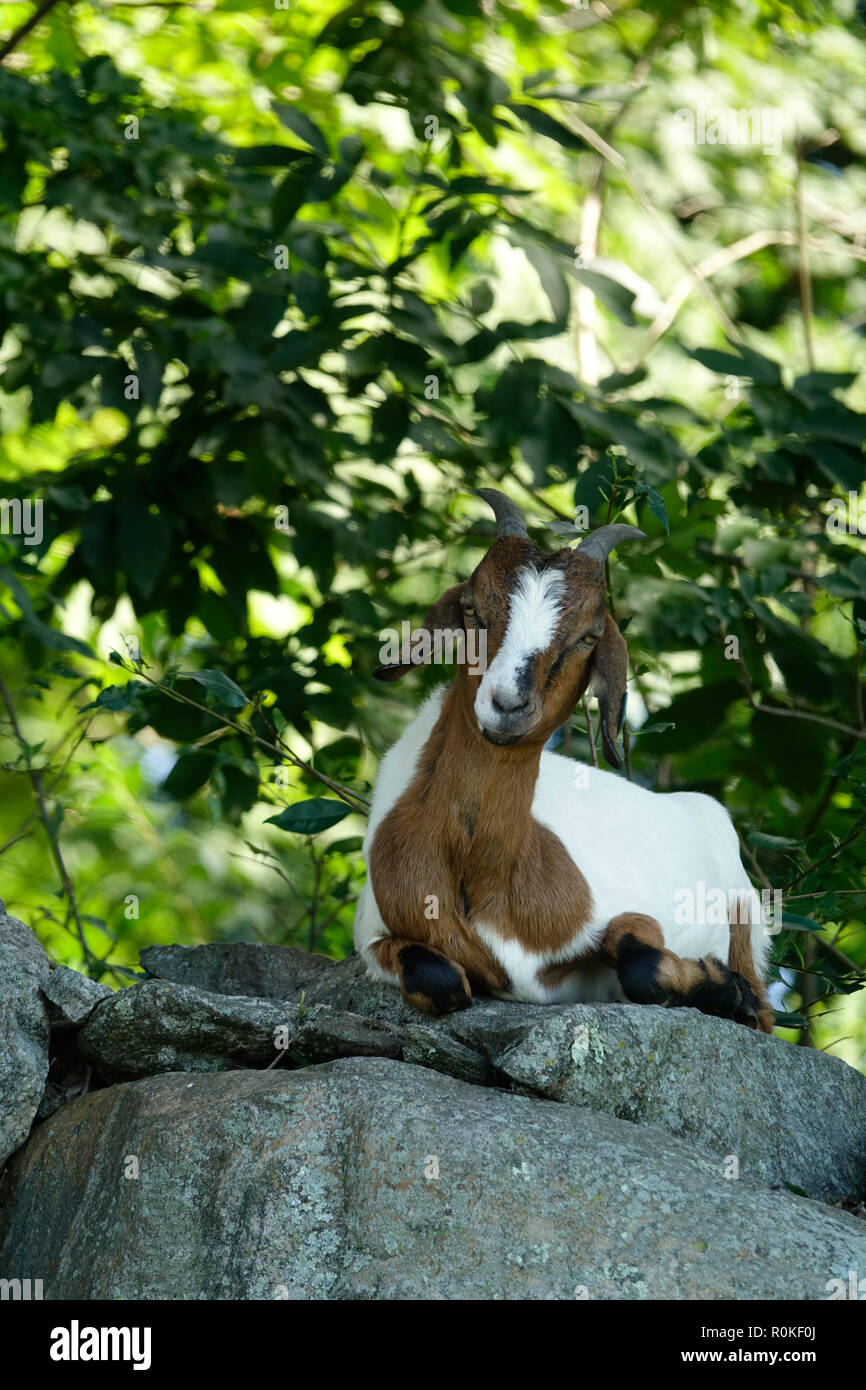 White and Brown Goat Relaxing on a Pile of Rocks in the Woods, Posing for Camera Stock Photo