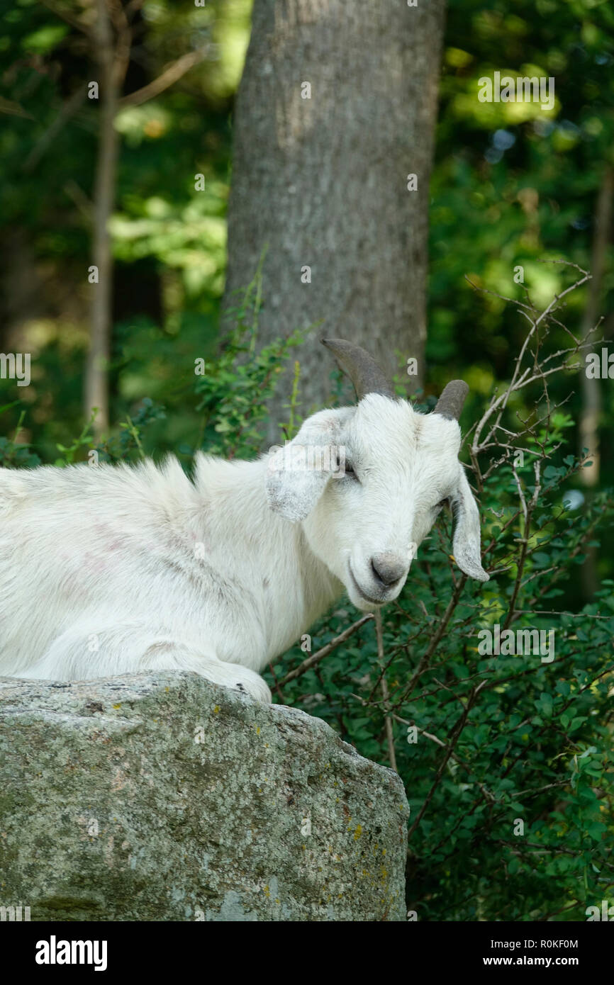 One Happy White Goat Relaxing in the Woods Stock Photo