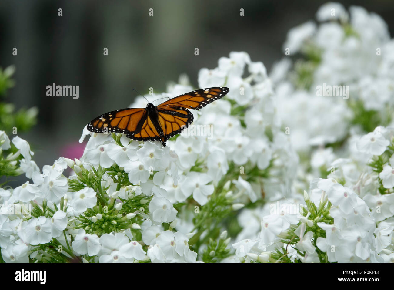 Monarch Butterfly Resting on a Bed of White Flower Petals in a Garden ...