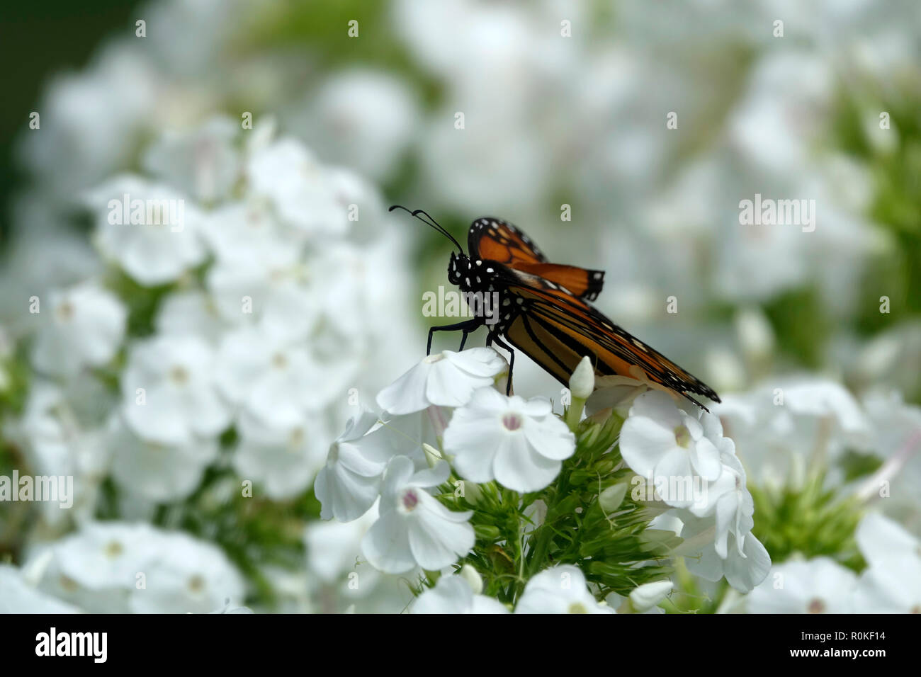 Monarch Butterfly Resting on a Bed of White Flower Petals in a Garden ...