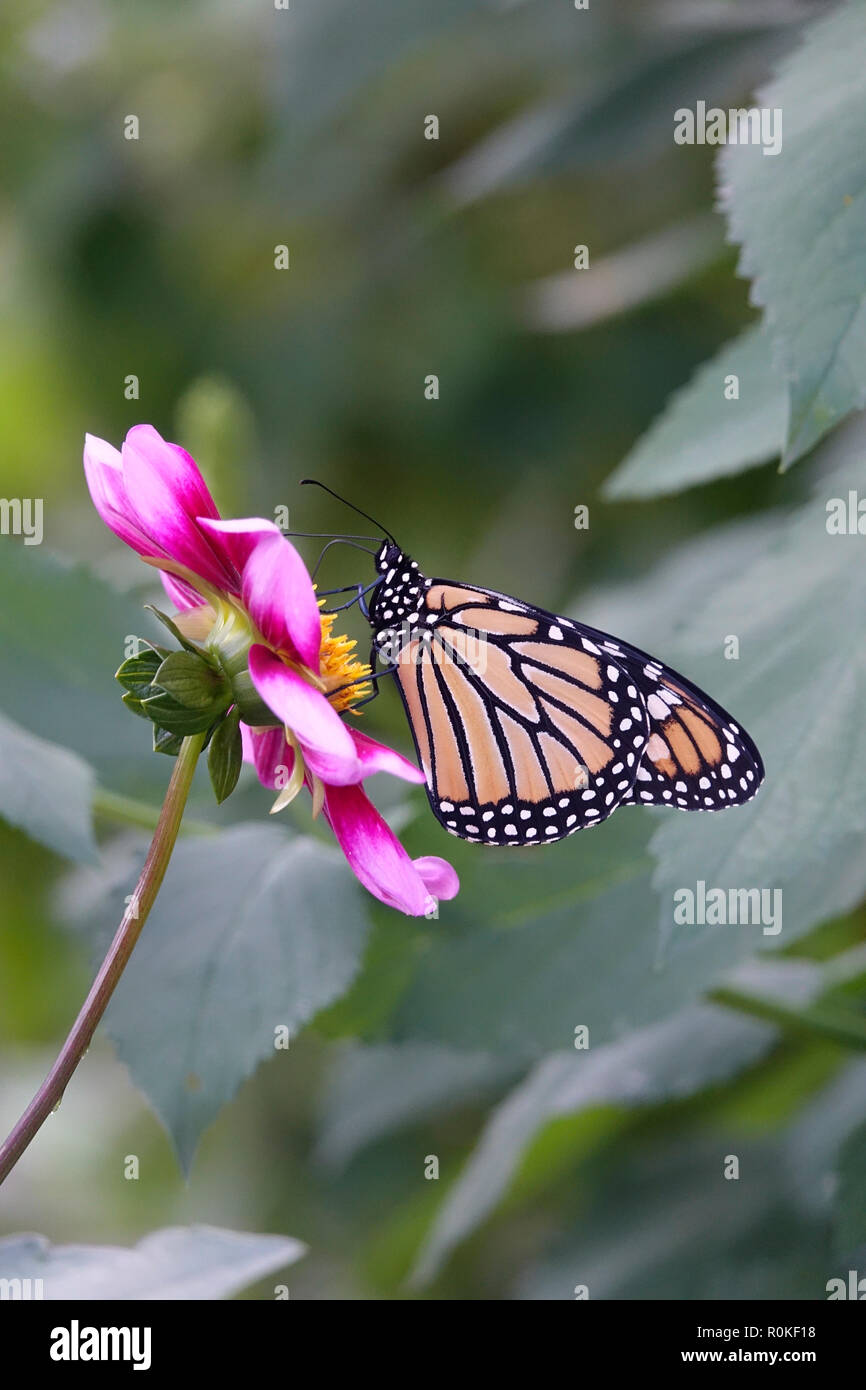 Monarch Butterfly Pollinating a Pink Flower in a Garden of Daisies and