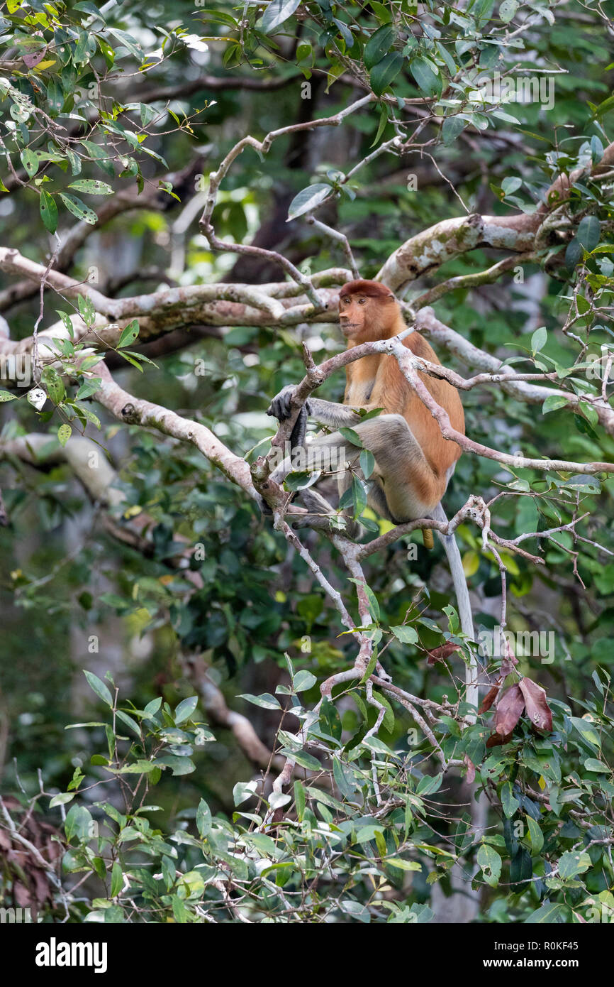 Female proboscis monkey, Nasalis larvatus, defecating, Tanjung Puting National Park, Borneo, Indonesia. Stock Photo
