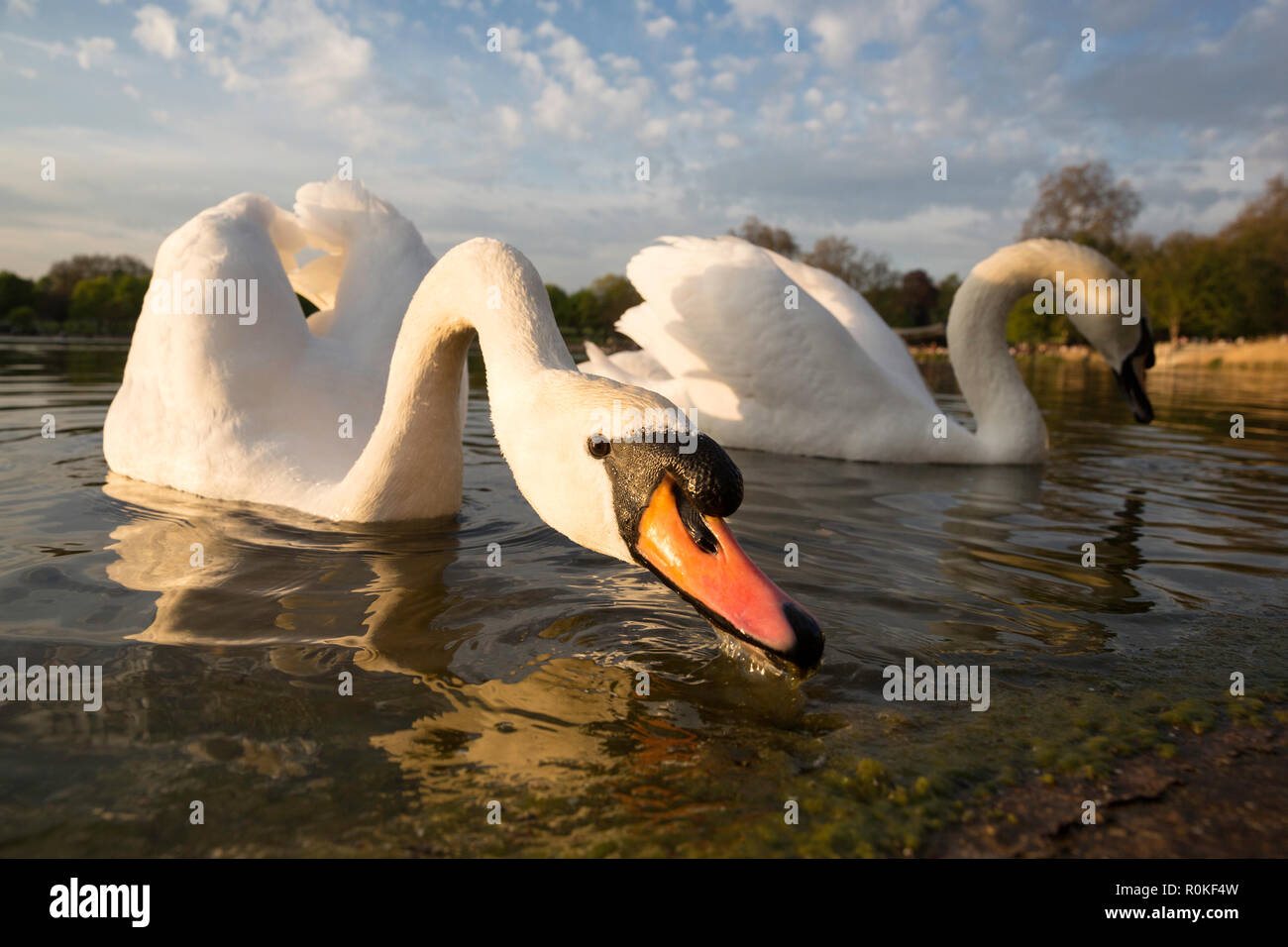 A pair of swans at lake edge in Hyde Park, London, England Stock Photo