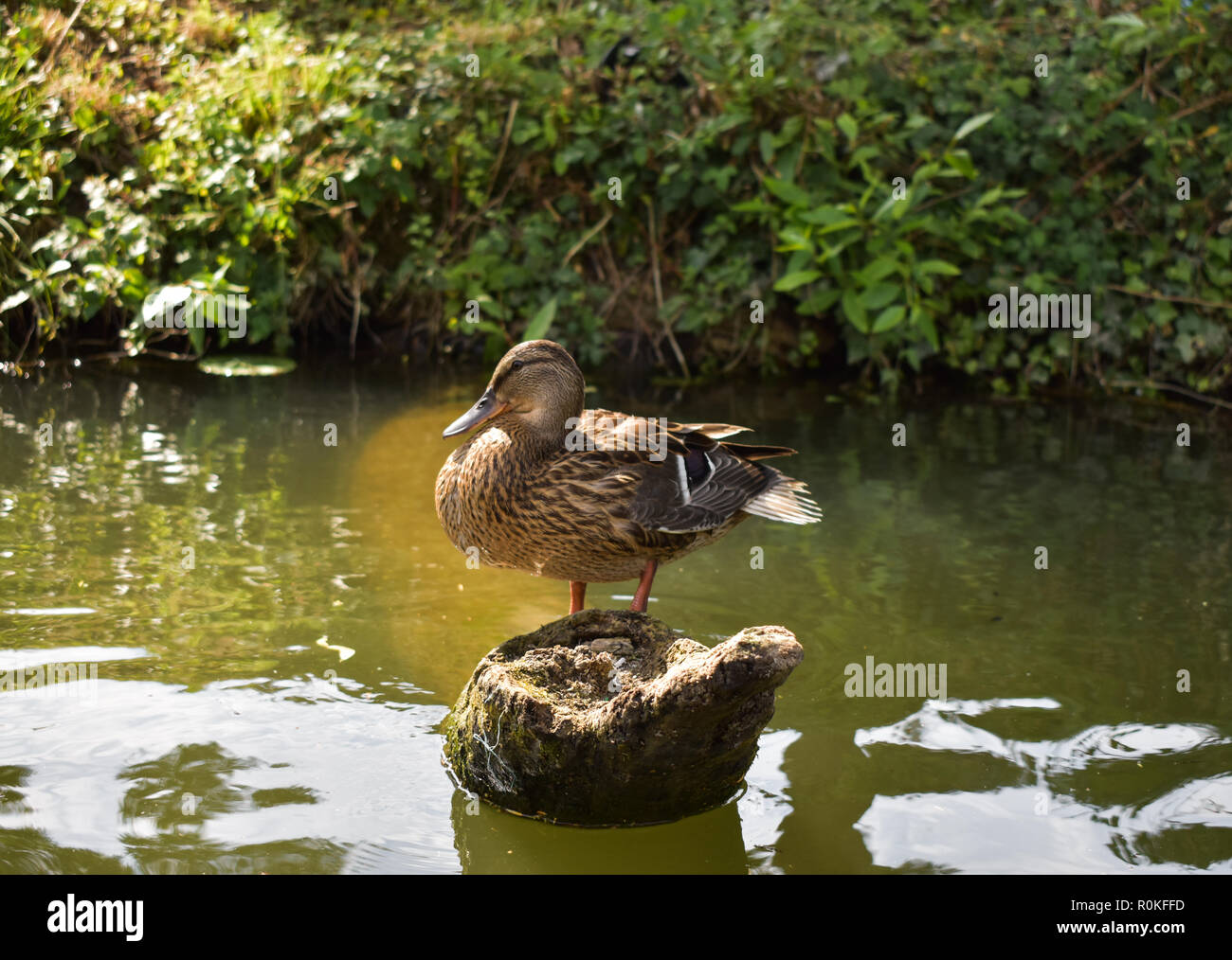 Duck perched on a log. Stock Photo