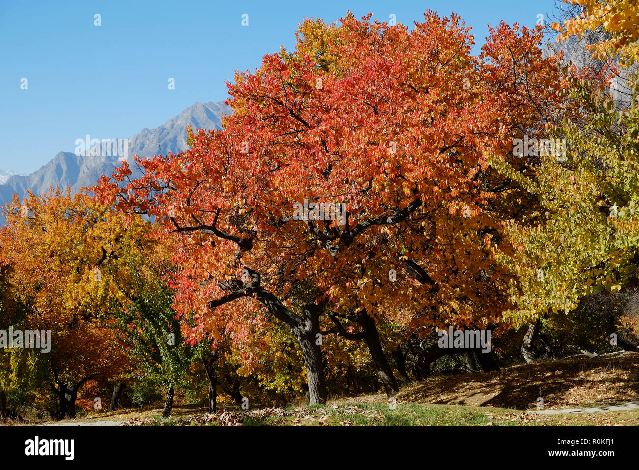 Colorful trees in autumn. GilgitBaltistan, Pakistan Stock Photo Alamy
