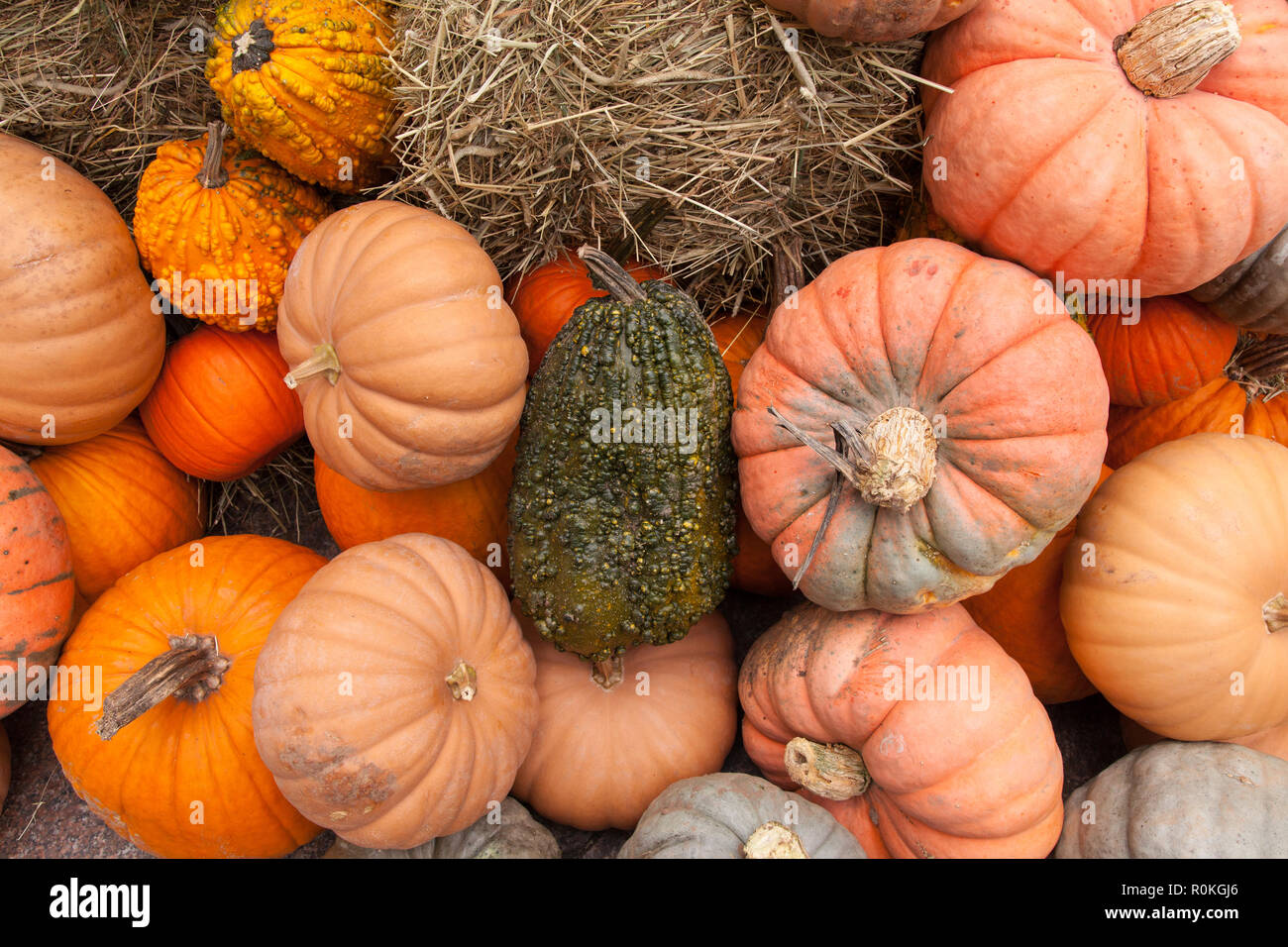 Pumpkin display at Broadway Bites a pop-up in summer and fall, Greeley Square, showcasing a diverse mix of cuisines from local chefs, New York, U.S.A Stock Photo