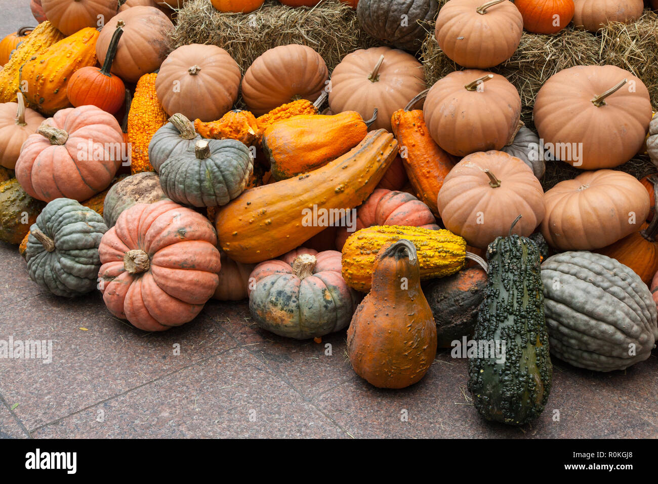 Pumpkin display at Broadway Bites a pop-up in summer and fall, Greeley Square, showcasing a diverse mix of cuisines from local chefs, New York, U.S.A Stock Photo