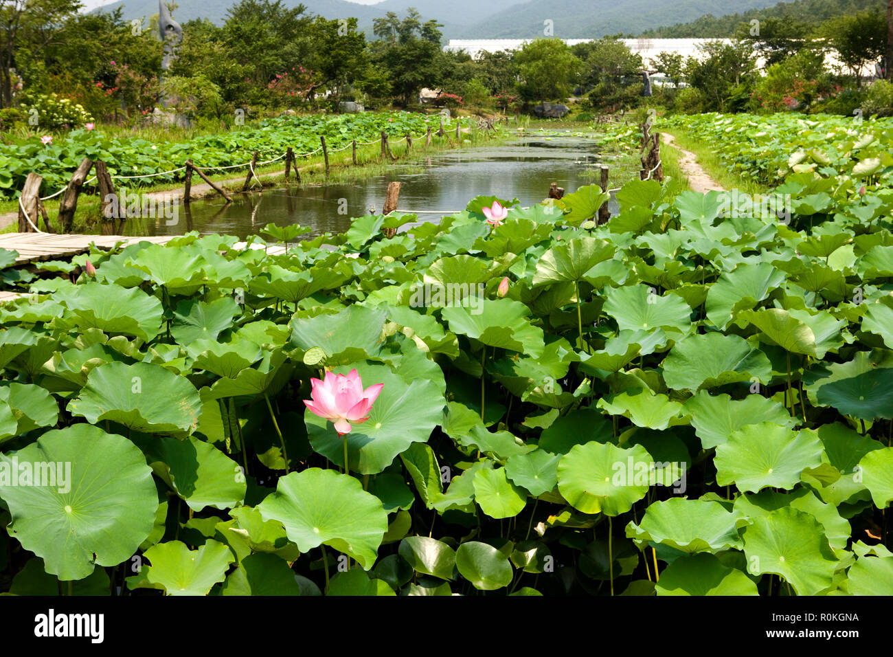 lotus in korean