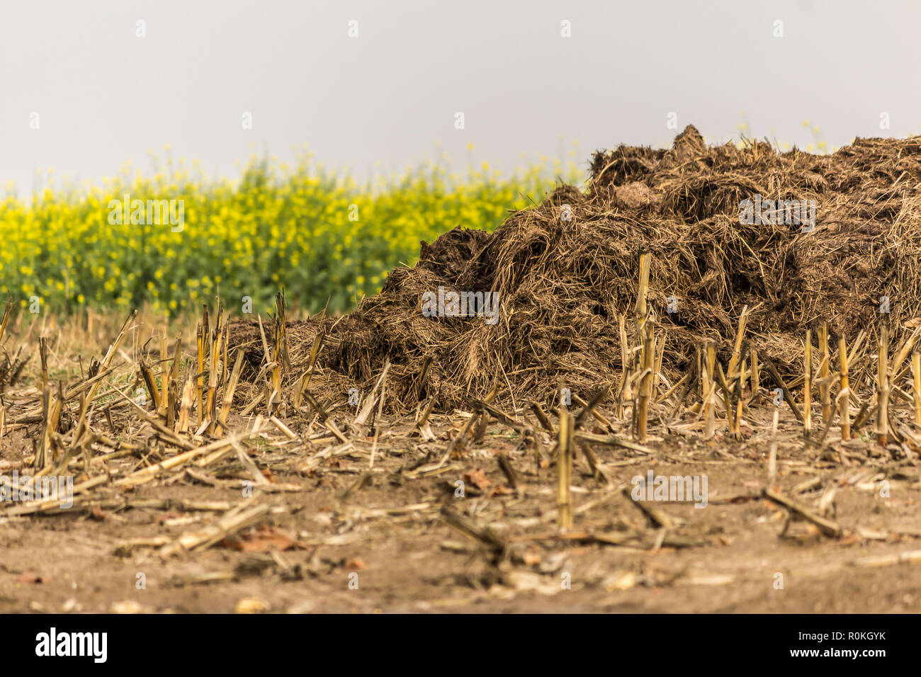 Corn Fertilization Stock Photos & Corn Fertilization Stock Images Alamy