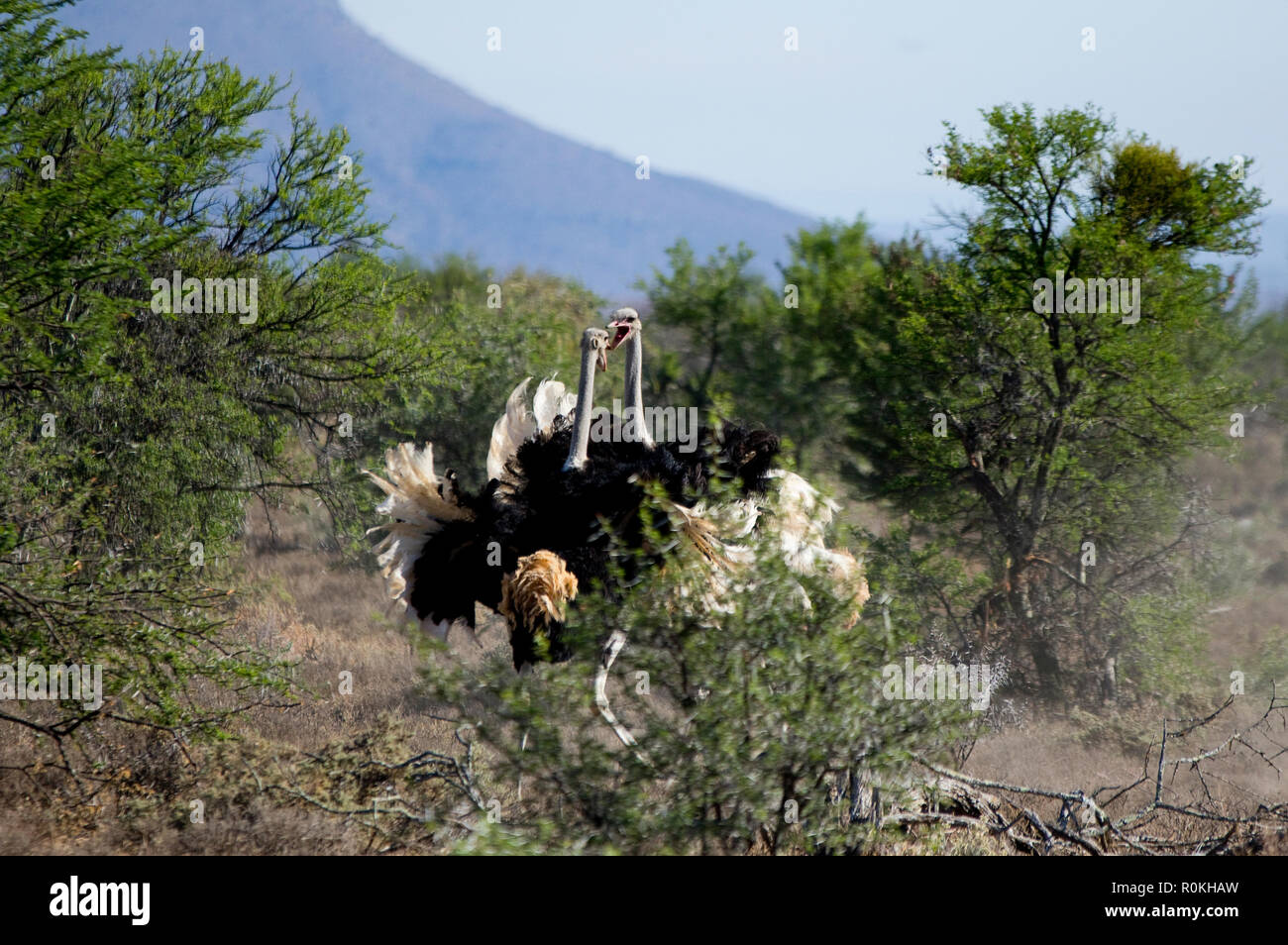 Ostriches fighting Stock Photo