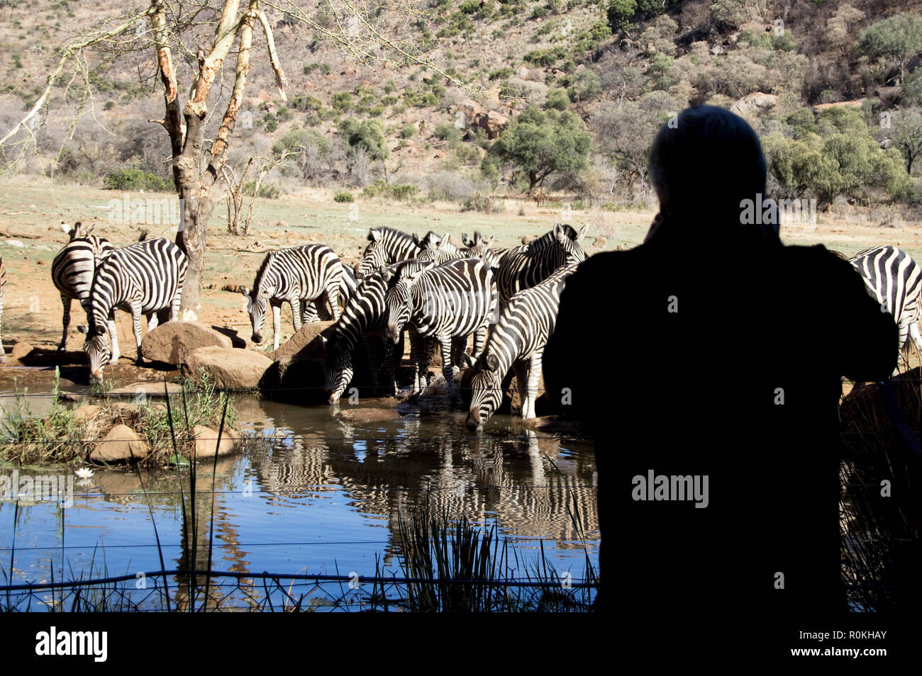Zebra drinking at a watering hole with silhouette of man in foreground Stock Photo